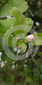 Lemon blossoms white and pink coloured flower buds of lemon  tree