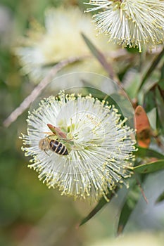 Lemon bottlebrush Melaleuca pallida, creamy-white inflorescence with honeybee