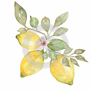 Lemon branch with citrus fruit,flowers and leaves. Watercolor hand drawn illustration