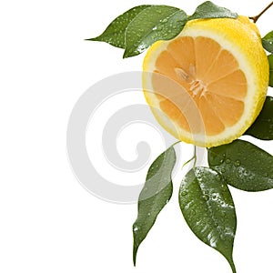 lemon on branch with drops of dew