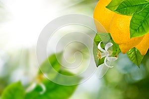 Lemon on a branch in a garden closeup