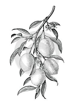 Lemon branch illustration black and white vintage clip art isolate on white background