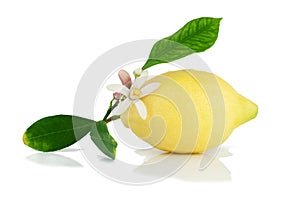 Lemon on a branch with leaves and a flower.