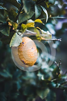 Lemon on branch lemon tree Greece