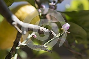 Lemon bud