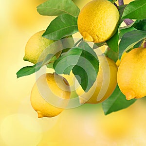 Lemon bunch with space for text