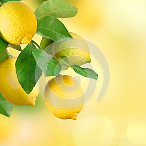Lemon bunch with space for text