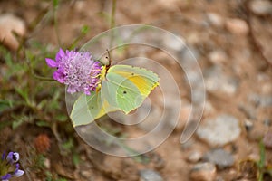 Lemon butterfly (Gonepteryx cleopatra) perched on Knautia arvensis flower.