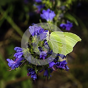 Lemon Butterfly Gonepteryx rhamni on Echium vulgare.