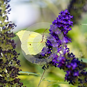 Lemon butterfly - Gonepteryx rhamni - yellow butterfly, sitting on flowering purple butterflybush - Buddleja davidii - in garden.