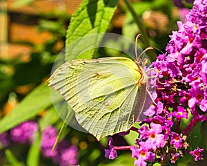 In the lemon butterfly, the males are bright yellow in color, with an inconspicuous