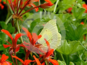 Lemon butterfly on a pelargonium