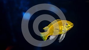 Lemon cichlid fish Labidochromis caeruleus