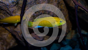 Lemon cichlid fish Labidochromis caeruleus