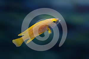Lemon Cichlid - Freshwater Fish