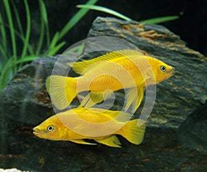 Lemon Cichlid, neolamprologus leleupi, Fishes Aquarium