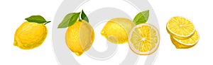 Lemon Citrus Fruit with Green Leaf Vector Set