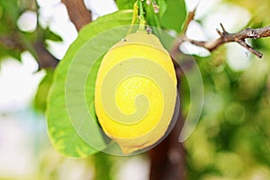 Lemon Citrus limon L. Osbeck is a fruit tree belonging to the Rutaceae family. The common name lemon can refer to both the pla