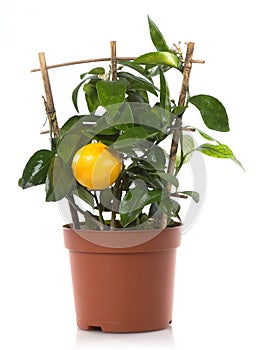 Lemon citrus plant