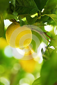 Lemon close up