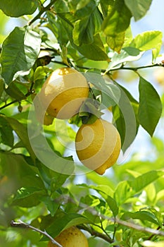 Lemon close up