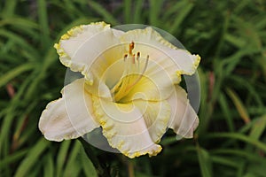 Lemon Colored Daylily Flower in Full Bloom with Green Leaves in the Background