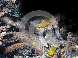 Lemon Coral Goby Gobiodon citrinus