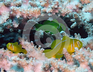 Lemon Coral Goby Gobiodon citrinus in the Red Sea