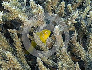 Lemon Coral Goby (Gobiodon citrinus) in the Red Sea