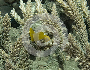 Lemon Coral Goby (Gobiodon citrinus) in the Red Sea