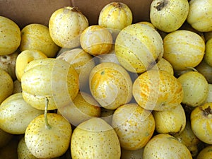 Lemon cucumber, Cucumis sativus 'Lemon'