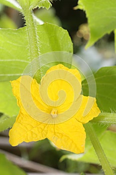 Lemon Cucumber Flower