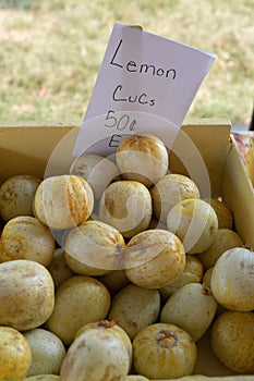 Lemon cucumbers for sale at an outdoor market