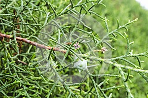 Lemon Cypress with a Tiny Flower