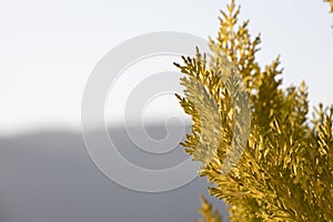 Lemon cypress tree leaves close-up. It started to turn yellow