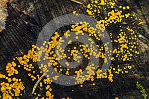 Lemon discos also called yellow fairy cup, Bisporella citrina