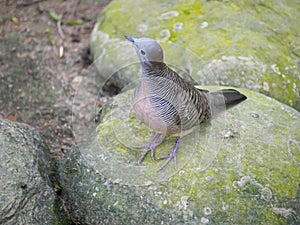 Lemon dove or cinnamon dove Columba larvata is a species of bird in the pigeon family Columbidae found in montane forests of sub