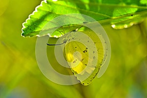 Lemon Emigrant Butterfly