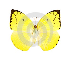 Lemon Emigrant butterfly (Catopsilia pomona).