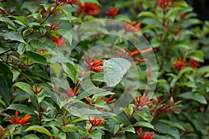 Lemon emigrant butterfly feeding fire bush flowers