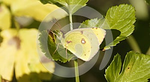 Lemon Emigrant butterfly in nature