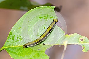 Lemon Emigrant caterpillar