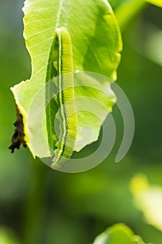 Lemon emigrant caterpillar