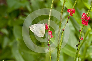 Lemon Emigrant Form-crocale butterfly