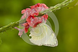 Lemon Emigrant Form-crocale, Catopsilia pomona is feeding on s