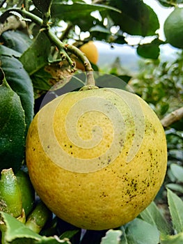 Lemon on farm, Berastagi tanah Karo Sumatra Utara Indonesia