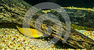 Lemon fish cichlid Neolamprologus