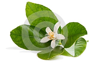 Lemon flower on a branch