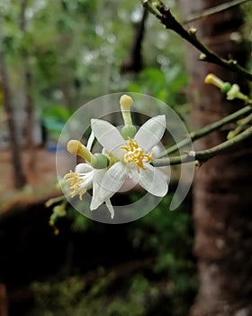 Lemon flower closeup image with blurred background and leaves