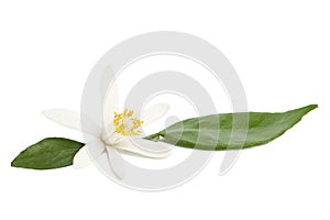 Lemon flower with leaves on white